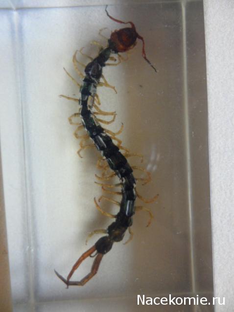 Насекомые №38 Сколопендра (Scolopendridae) фото, обсуждение