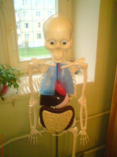 "Собери и познай человеческое тело" (сборка скелета)