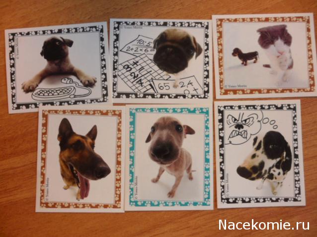 The Dog Collection 2010 - График Выхода и обсуждение