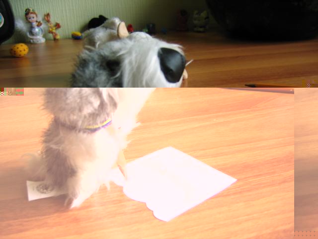 The Dog Collection 2010 - График Выхода и обсуждение