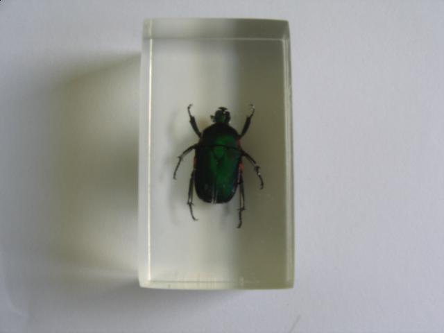 Насекомые №5 Изумрудный Жук (Trigonophorus sp.) Фото