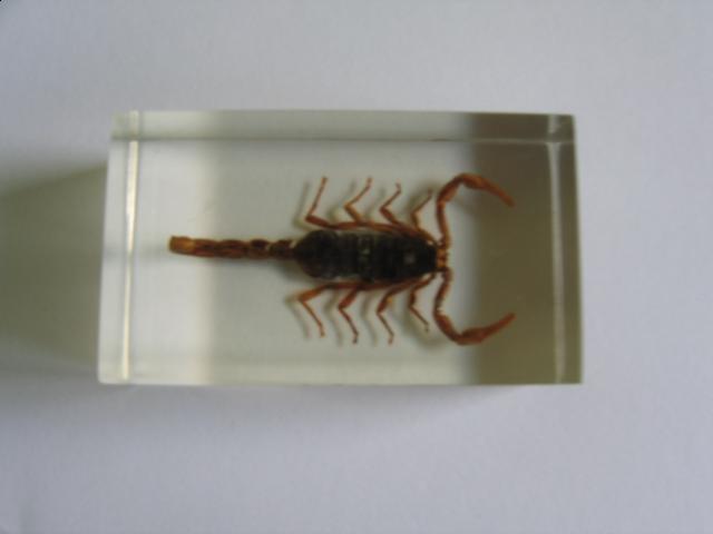 Насекомые №1 Маньчжурский Золотой Скорпион (Mesobuthus martensi) Фото