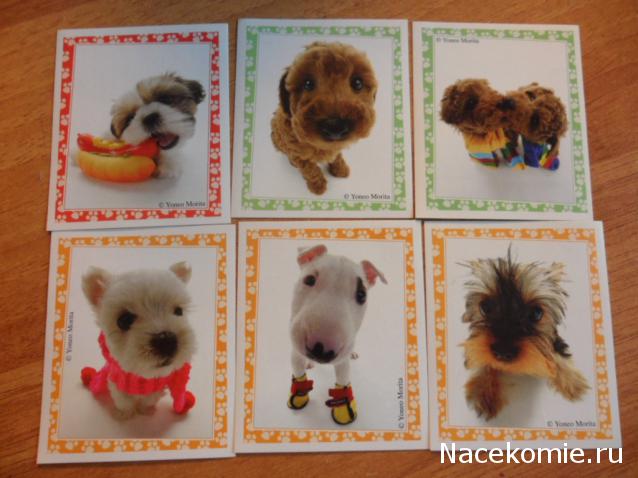 The Dog Collection 2010 - График Выхода и обсуждение