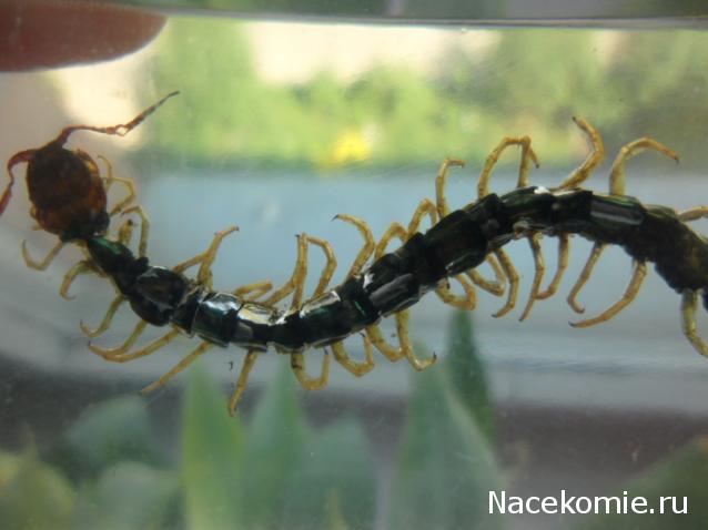 Насекомые №38 Сколопендра (Scolopendridae) фото, обсуждение