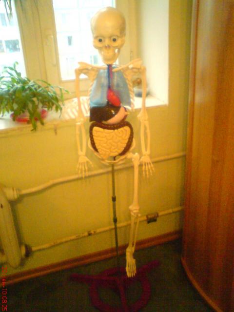 "Собери и познай человеческое тело" (сборка скелета)