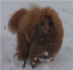 Наши домашние питомцы
