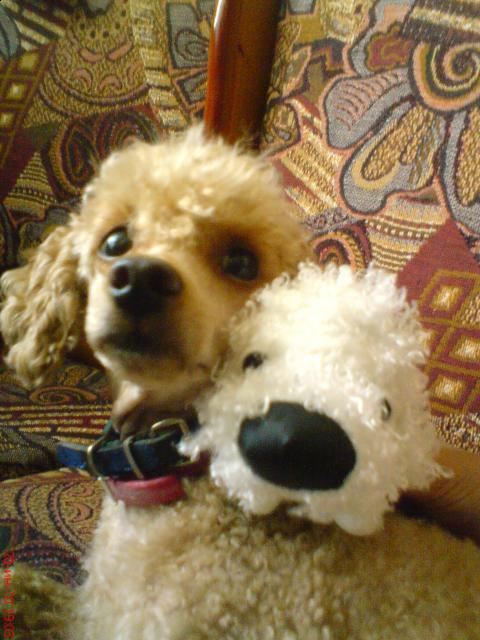 The Dog Collection 2010 - График Выхода и обсуждение