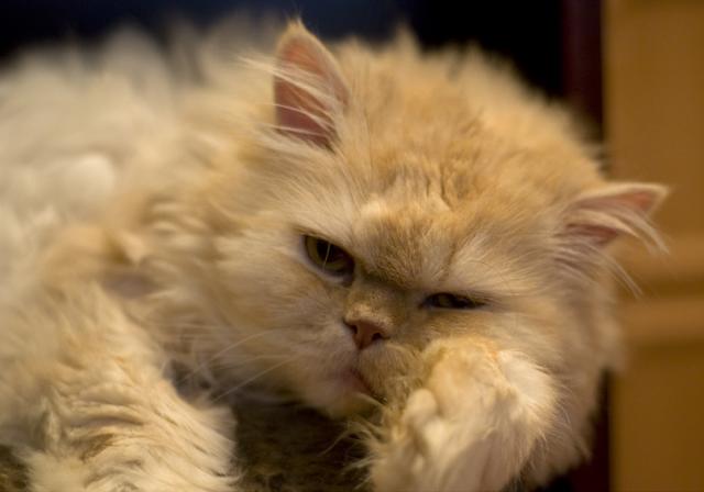 Фото кошек)))))