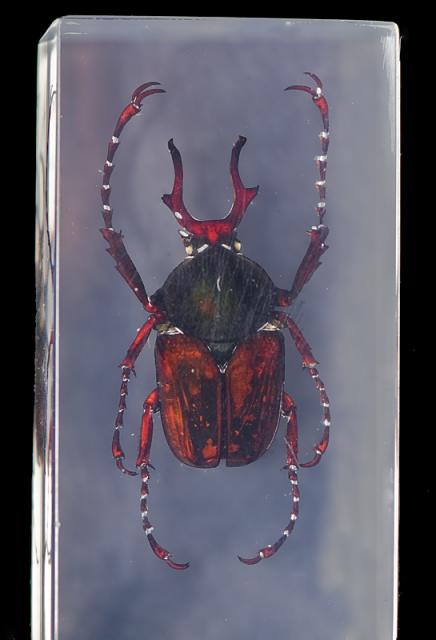 Насекомые №7 Формосская Бронзовка (Dicronocephalus) фото, обсуждение