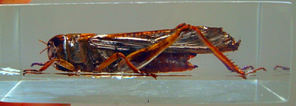 Насекомые №6 Перелетная саранча (Locusta migratoria) фото, обсуждение