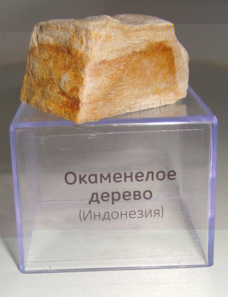 Минералы №45 Окаменелое Дерево фото, обсуждение