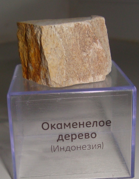 Минералы №45 Окаменелое Дерево фото, обсуждение
