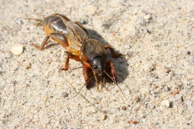 Фото насекомых (не из журнала)