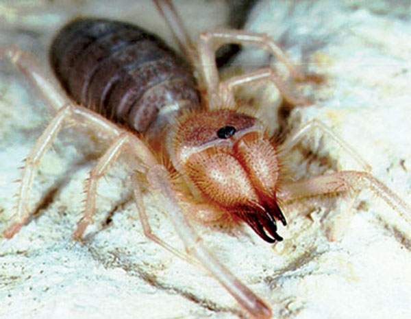 Фото насекомых (не из журнала)