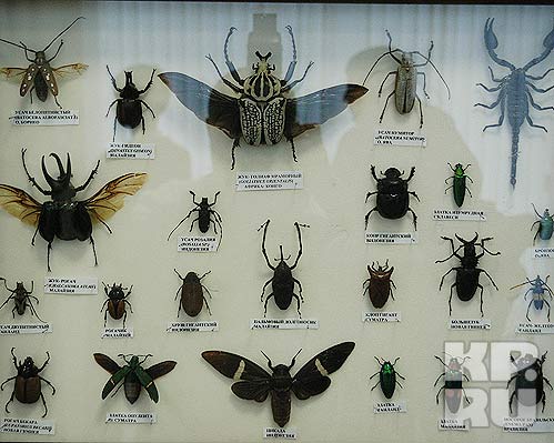 Фото насекомых (не из журнала)