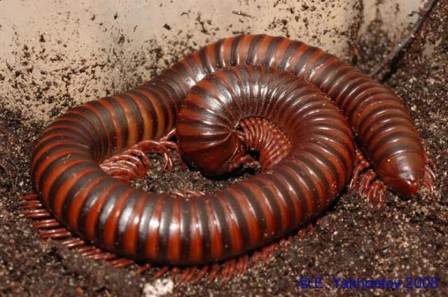 Фото насекомых (не из журнала)