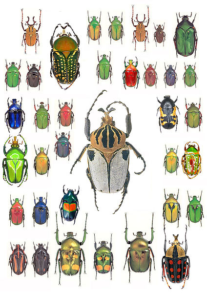 Фото насекомых (не из журнала)