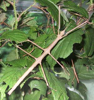 Фото насекомых (не из журнала)