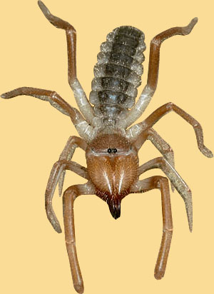 Фото насекомых (не из журнала)