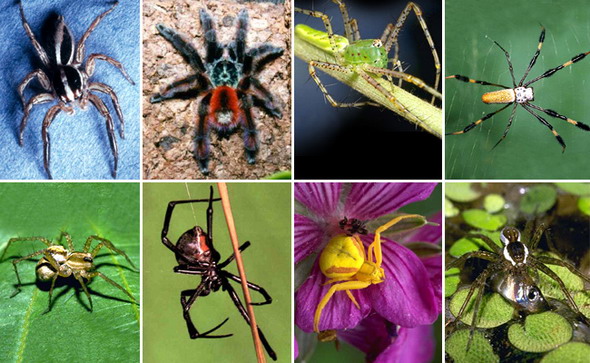 Фото насекомых (не из журнала)