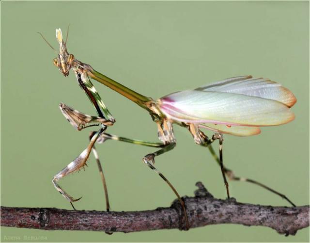 Фото насекомых (не из журнала)