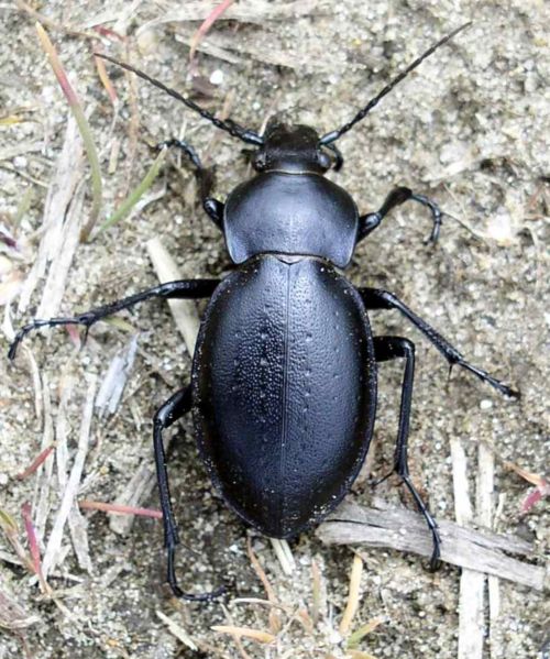 Фото насекомых (не из журнала)