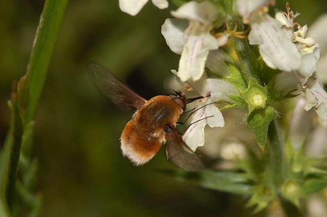 Фото насекомых (не из журнала)