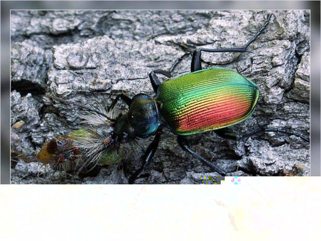 Фото насекомых (не из журнала)