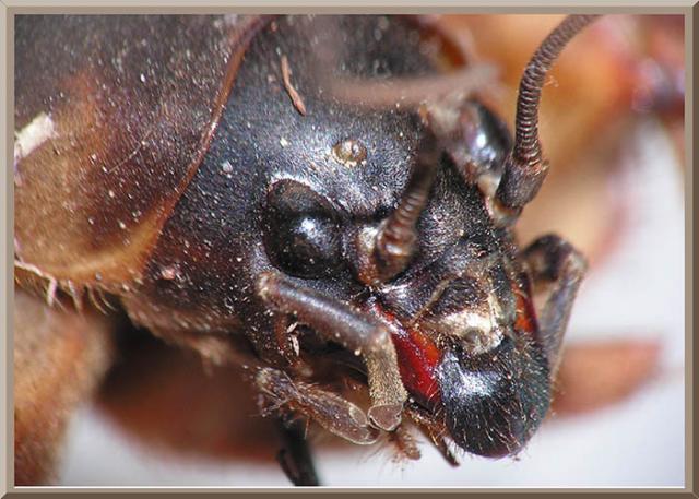 Фото насекомых (не из журнала)