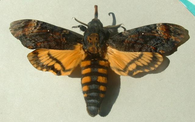 Фото насекомых (не из журнала)