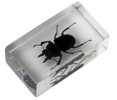 Насекомые и их знакомые 2010 График Выхода и обсуждение