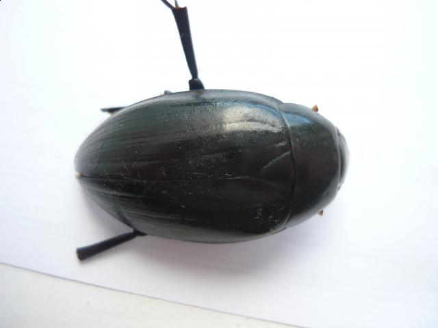 Фото насекомых (не из журнала)