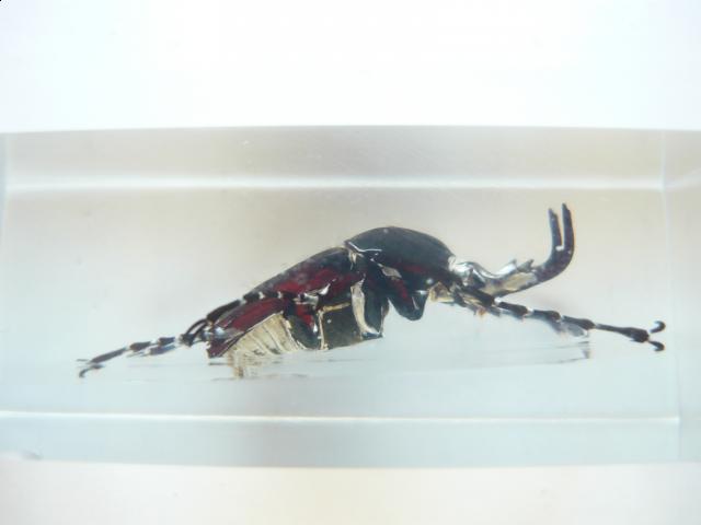 Насекомые №7 Формосская Бронзовка (Dicronocephalus) фото, обсуждение