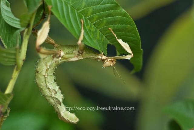 Фото насекомых (не из журнала)