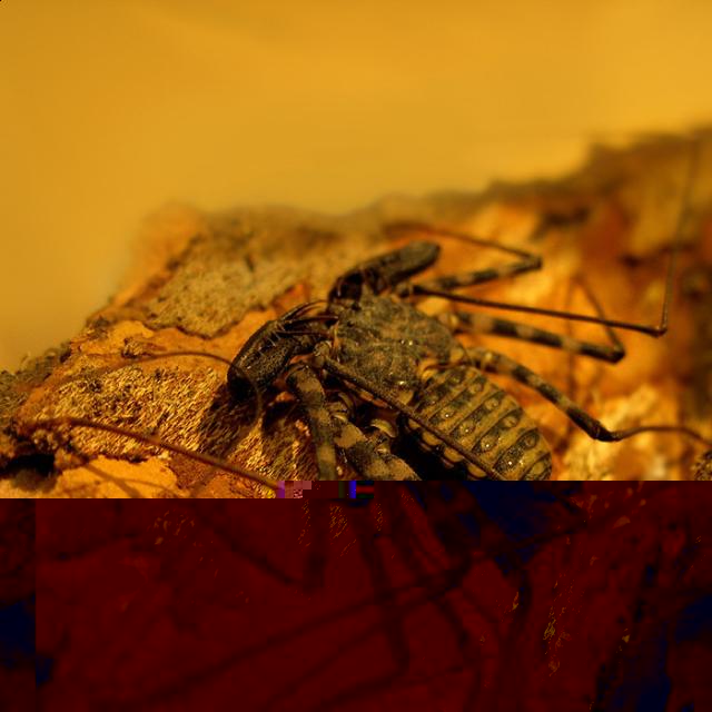 Фото насекомых (не из журнала)