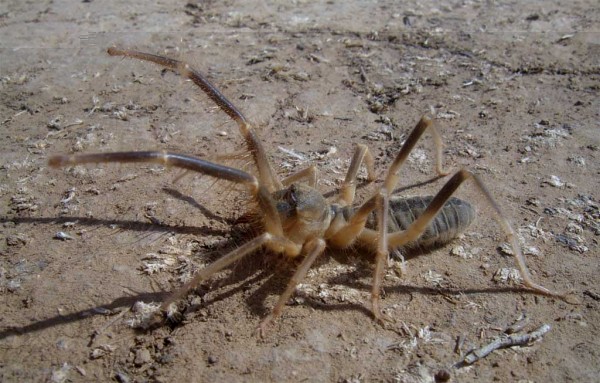 Фото насекомых (не из журнала)