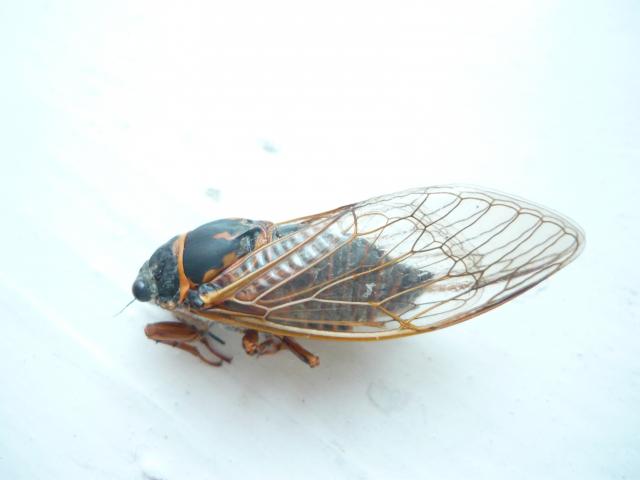 Фото насекомых (не из журнала)