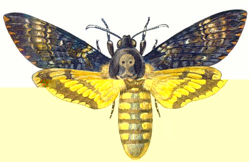 Фото насекомых (не из журнала)