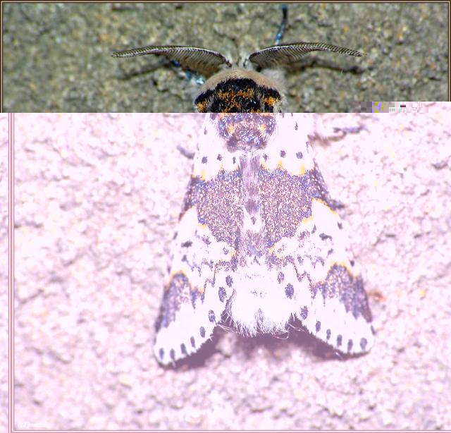 Фото насекомых (не из журнала)