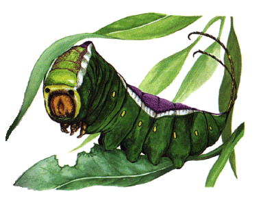 Фото насекомых (не из журнала)