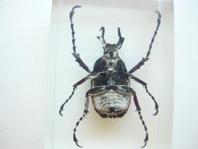 Насекомые №7 Формосская Бронзовка (Dicronocephalus) фото, обсуждение