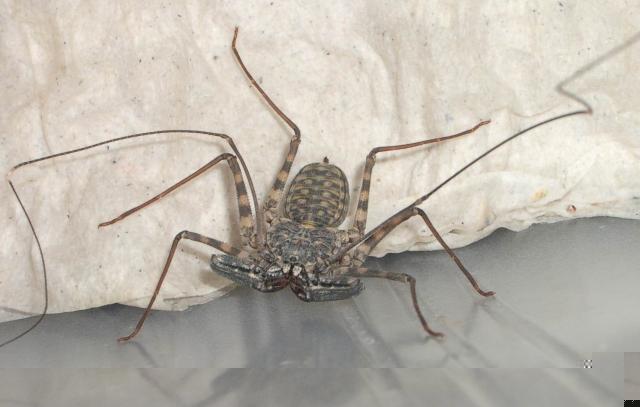 Фото насекомых (не из журнала)