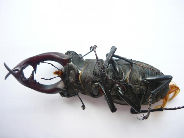 Фото насекомых (не из журнала)