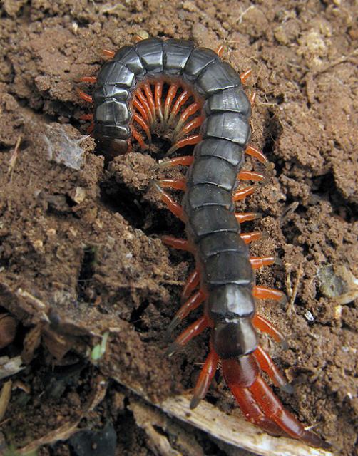 Какие насекомые вам противны?