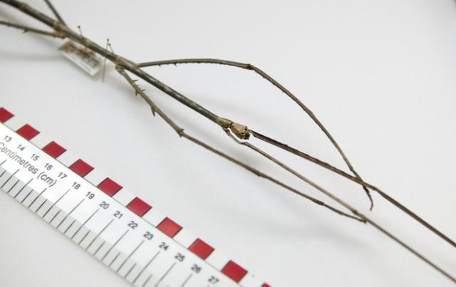 Фото насекомых (не из журнала)