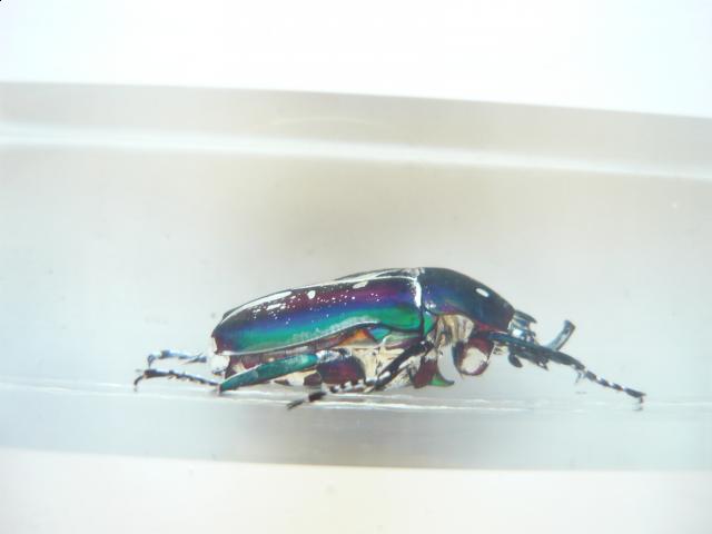Насекомые №5 Изумрудный Жук (Trigonophorus sp.) Фото