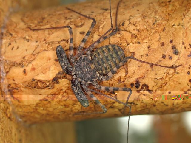 Фото насекомых (не из журнала)