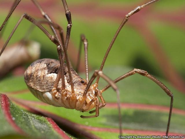 Фото насекомых (не из журнала)