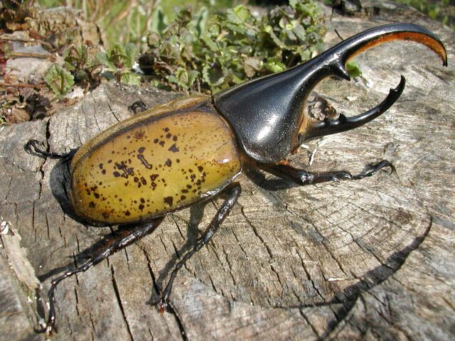 Фото насекомых (не из журнала)