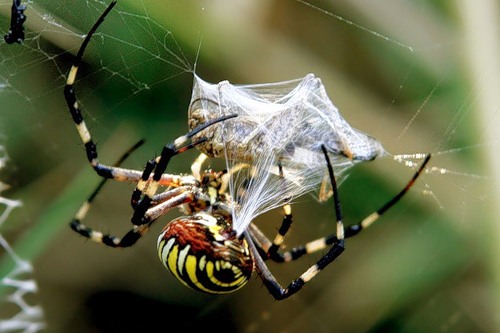 Фото насекомых (не из журнала)